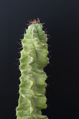 cactus tree isolated black background