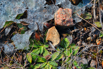 New green leaves of first spring plant and pink stones covered with melting ice, natural background top view