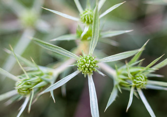 Field eryngo (Eryngium campestre)