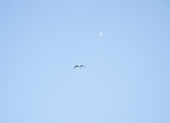 Seagull in the sky and moon in the background