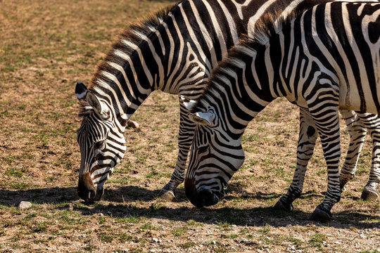View of two African striped coat zebras on the meadow