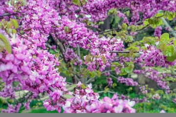 Obraz premium lush branches of pink sakura. The first photos of sakura flowers in early spring.
