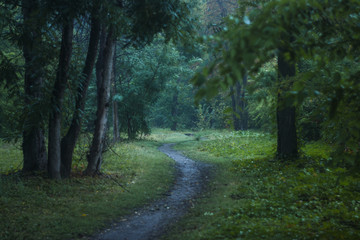 Fototapeta na wymiar Path going through the green forest.