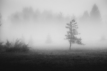Obraz na płótnie Canvas Single pine in the fog on the meadow in front of the forest.