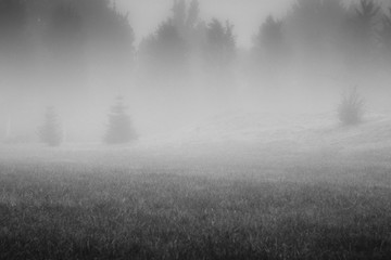 Little fir trees in the fog on the meadow in front of the forest.