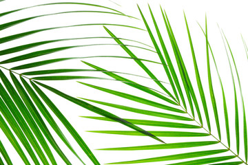 Beautiful palm leaves isolated on white background, closeup. Exotic plant
