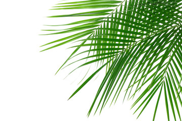 Beautiful palm leaves isolated on white background, closeup. Exotic plant