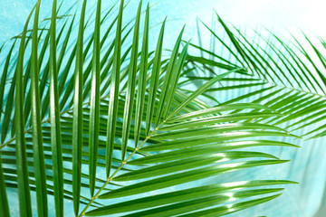 Beautiful palm leaves on color background, closeup. Exotic plant