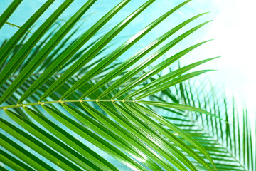 Obraz na płótnie Canvas Beautiful palm leaves on color background, closeup. Exotic plant