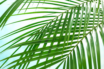 Beautiful palm leaves on light background, closeup. Exotic plant