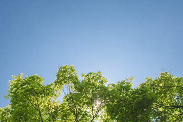 青空に映える若葉