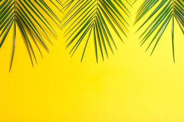Beautiful palm leaves on color background, top view and space for text. Exotic plant