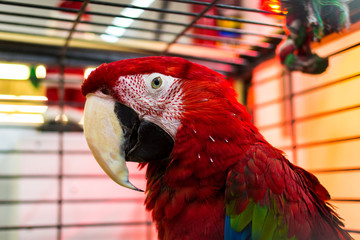 Parrot in a cage in a pet shop
