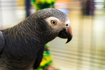 Parrot in a cage in a pet shop