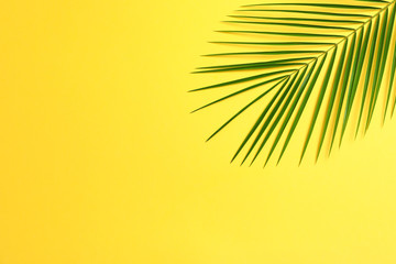Beautiful palm leaf on color background, top view and space for text. Exotic plant
