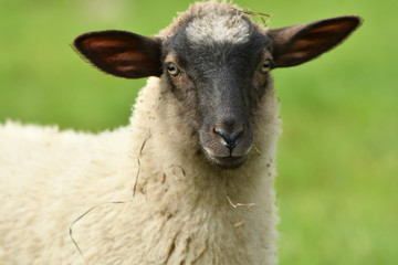 close-up of a sheep's head  on the farm meadow