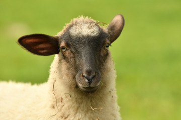 close-up of a sheep's head  on the farm meadow