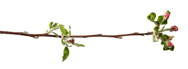 apple tree branch blooming with green foliage on an isolated white background
