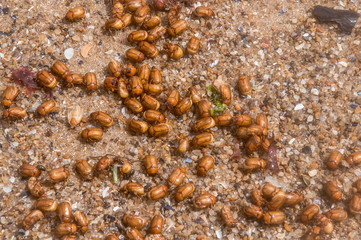 Beetles on the beach