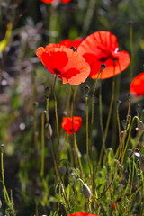 Obraz premium Szkarłat