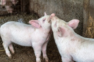 Happy pigs at the pig farm like they love each other