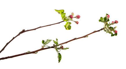 apple tree branch blooming with green foliage on an isolated white background