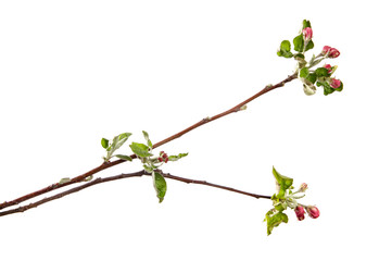 apple tree branch blooming with green foliage on an isolated white background
