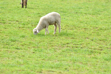 Obraz na płótnie Canvas Domestic sheep on pasture on the green grass