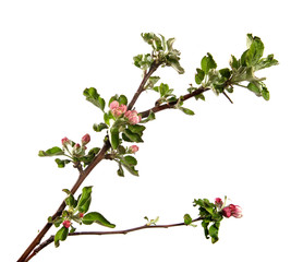 apple tree branch blooming with green foliage on an isolated white background