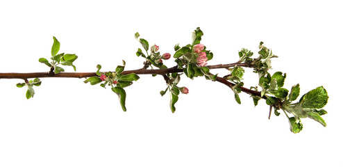 Obraz na płótnie Canvas apple tree branch blooming with green foliage on an isolated white background