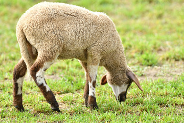 Obraz na płótnie Canvas domestic sheep walks on a meadow and eats grass