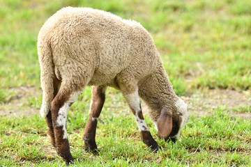 Obraz na płótnie Canvas portrait of domestic sheep grazing on green grass