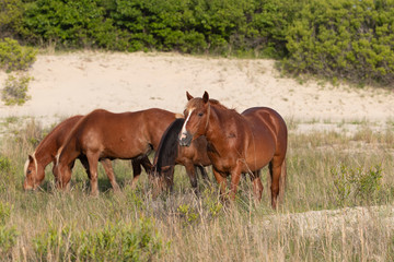 Fototapeta premium Wild Horses on the Northern End of the Outer Banks on the Beach at Corolla North Carolina