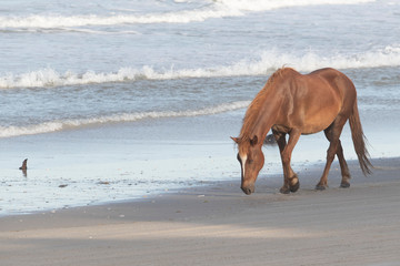 Wild Horses on the Northern End of the Outer Banks on the Beach at Corolla North Carolina