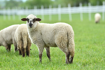 Naklejka premium close-up of a sheep's head on the farm meadow