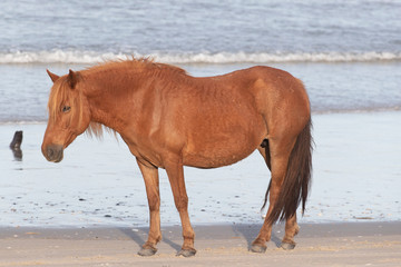 Wild Horses on the Northern End of the Outer Banks on the Beach at Corolla North Carolina