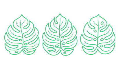 Monstera leaf drawing