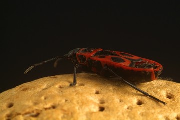 Walnut with a ladybug on it, close up