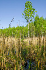 Wetlands of Ukraine in spring. Birch in a dry cane and tussock.