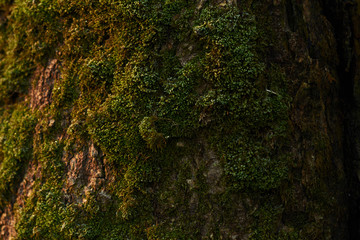 texture of mossy tree at sunrise
