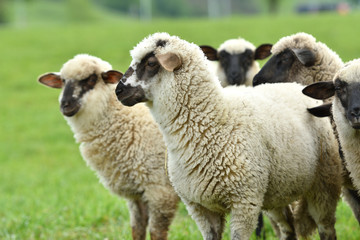 domestic sheep walks on a meadow and eats grass