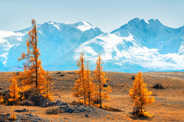 Snow-covered mountains and yellow autumn trees. View of North-Chuya ridge in Altai, Siberia, Russia