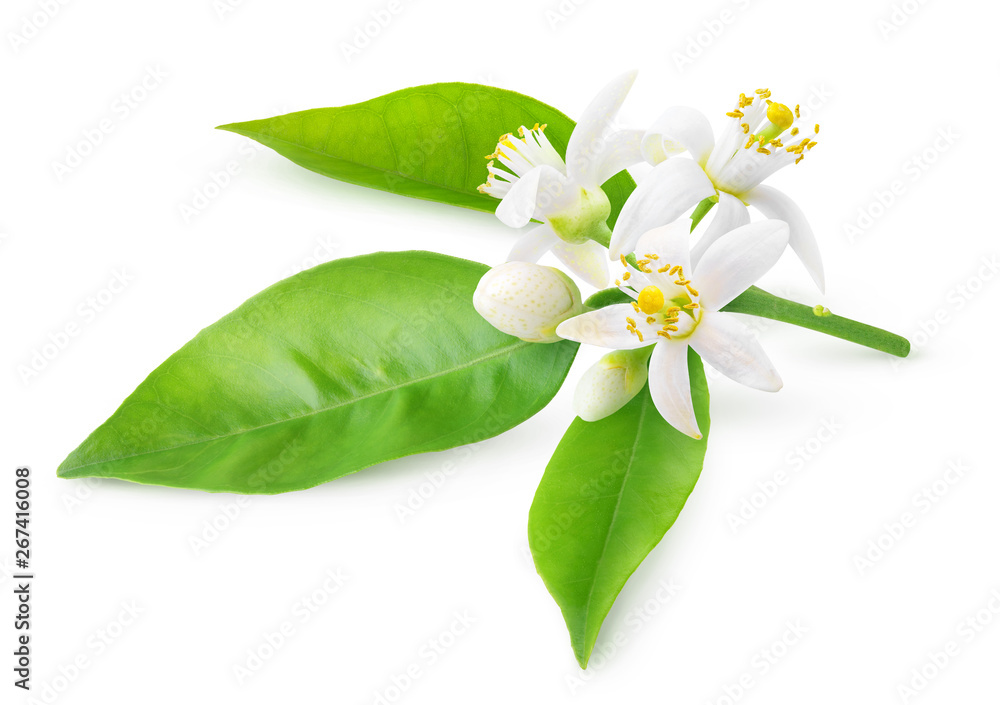 Aufkleber isolated orange blossoms. blooming branch of orange tree with flowers and leaves isolated on white b