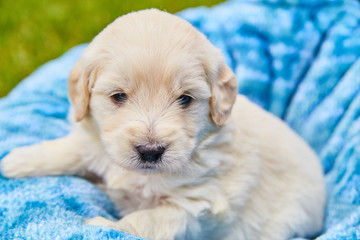 Cute Puppy Dog Animal Pet Fluffy