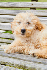 Cute Puppy Dog Animal Pet Fluffy