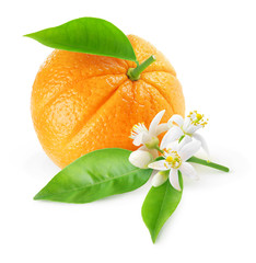 Isolated orange fruit and flowers. One fruit and branch with orange tree blossoms isolated on white background with clipping path