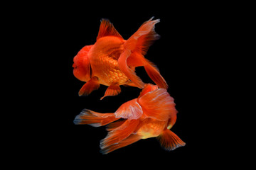 Carassius auratus goldfish Black background