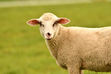 close-up of a sheep's head  on the farm meadow