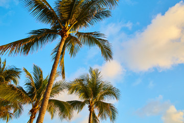 Fototapeta na wymiar Palm Trees Tropical Beach Bahamas