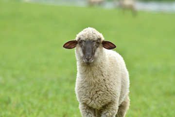 Fototapeta premium close-up of a sheep's head on the farm meadow